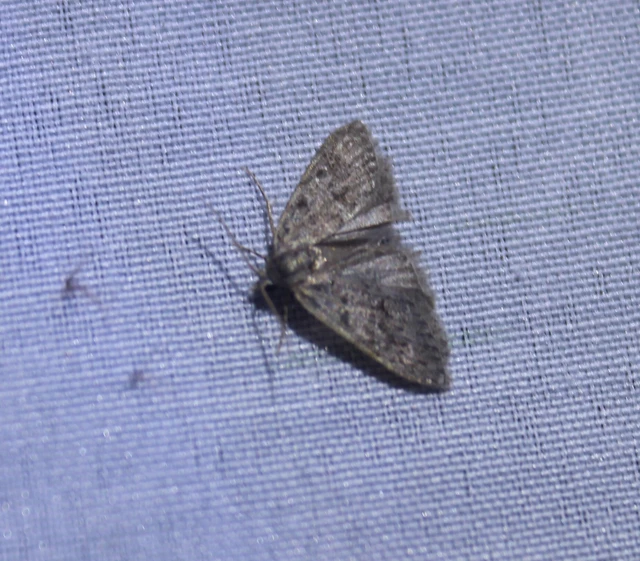 Nola cicatricalis - szürke pamacsosszövő
