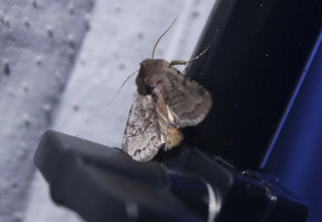 Cerastis rubricosa - vörhenyes tavaszibagoly