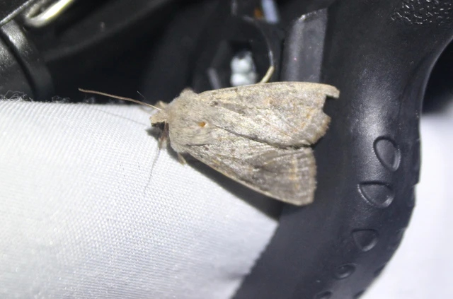Orthosia populeti - nyárfa-barkabagoly