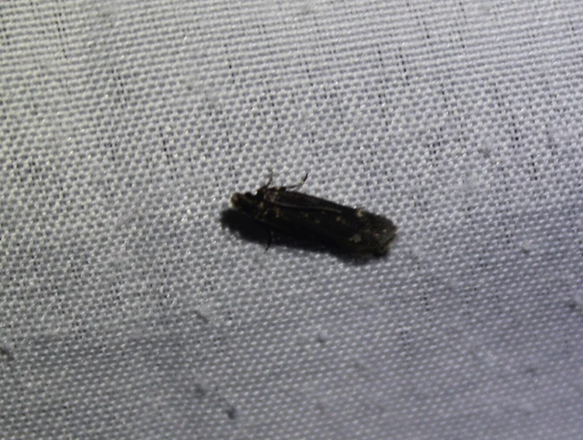 Gelechiidae - sarlósajkú-molylepkefélék