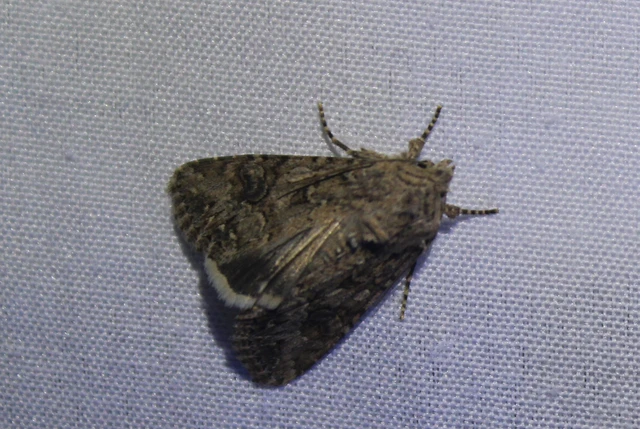 Hadula trifolii - lóherebagoly