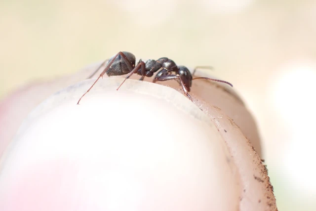 Formica fusca - kormos rabszolgahangya