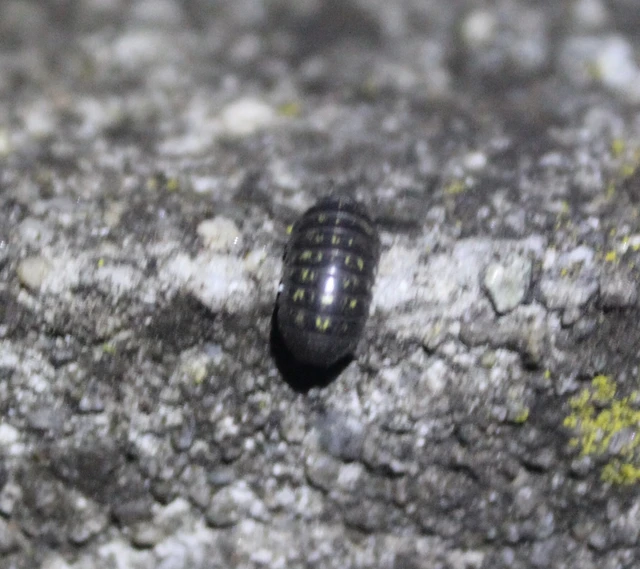 Armadillidium