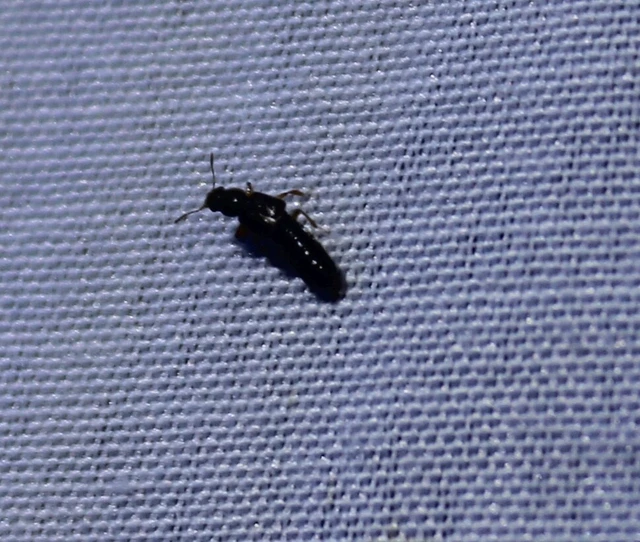 Bledius Bledius