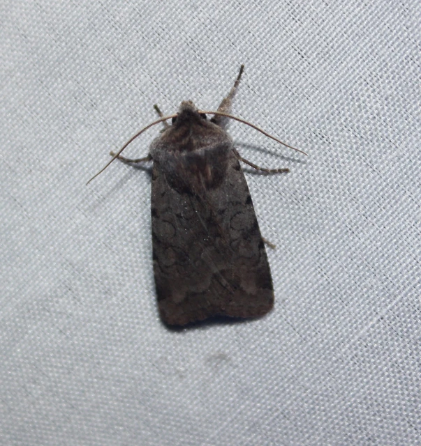 Cerastis rubricosa - vörhenyes tavaszibagoly