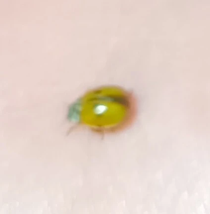 Adalia decempunctata - tízpettyes katica