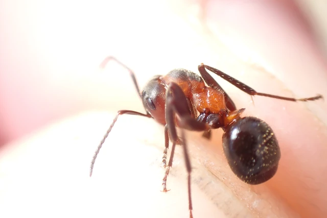 Formica pratensis - réti vöröshangya