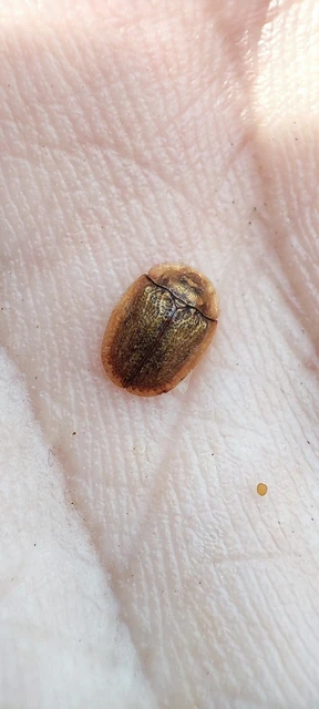Hypocassida subferruginea - közönséges bordáspajzsbogár