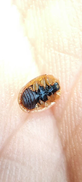 Hypocassida subferruginea - közönséges bordáspajzsbogár
