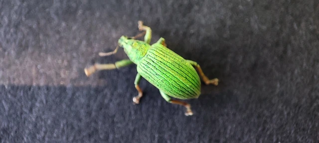 Polydrusus formosus - selymes lombormányos
