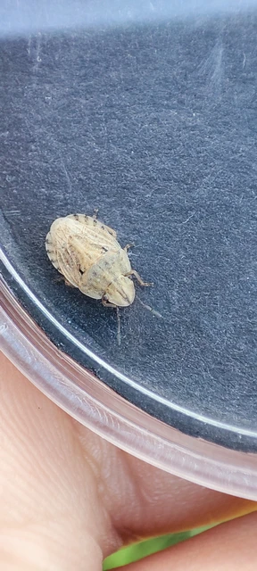 Sciocoris Sciocoris