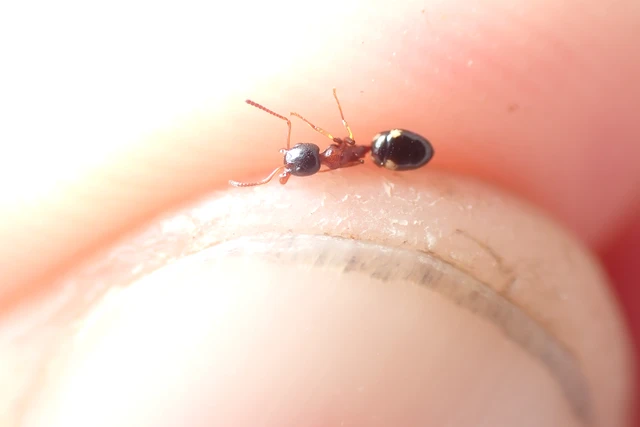 Dolichoderus quadripunctatus - négypettyes erdeihangya
