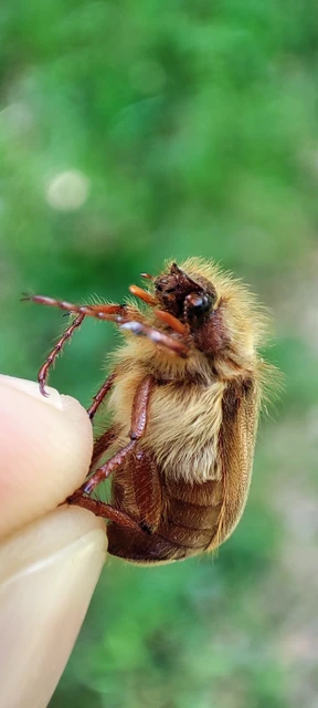 Holochelus vernus - tavaszi cserebogár