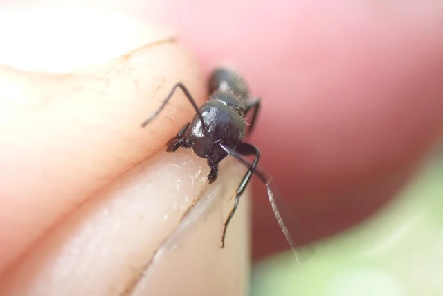 Camponotus vagus - fekete lóhangya