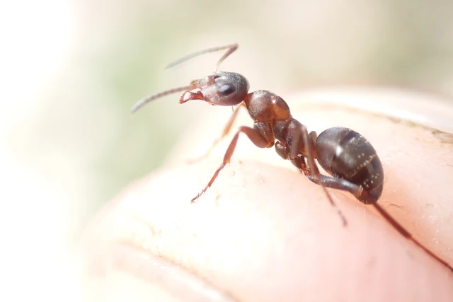 Formica cunicularia - gyakori rabszolgahangya