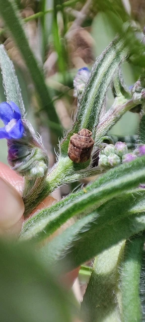 Psacasta neglecta - pettyes pajzsospoloska Psacasta neglecta - pettyes pajzsospoloska