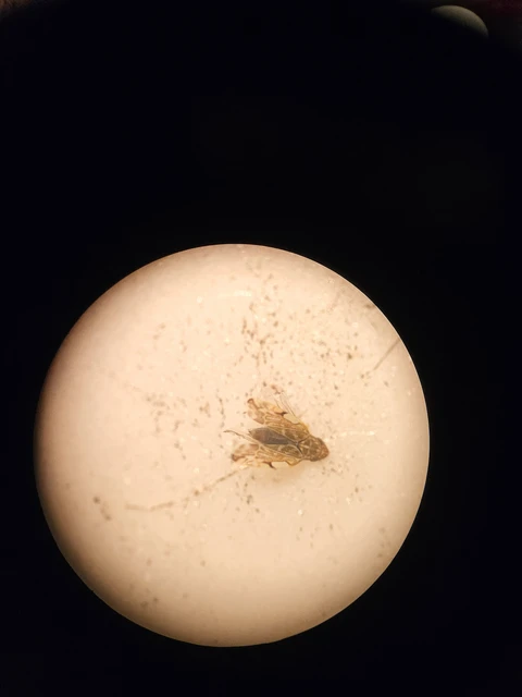 Erasmoneura vulnerata