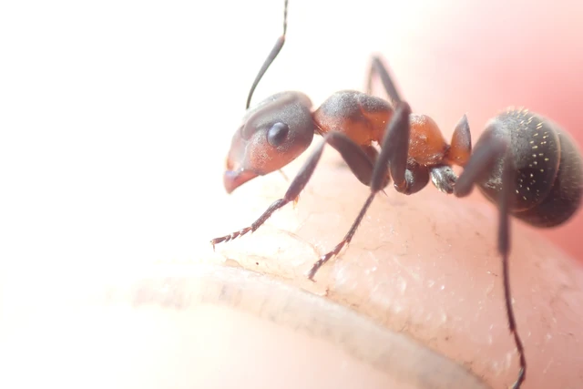 Formica pratensis - réti vöröshangya