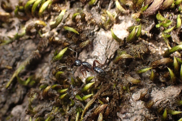 Camponotus fallax - ligeti lóhangya