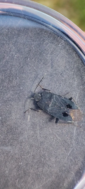 Graptopeltus validus
