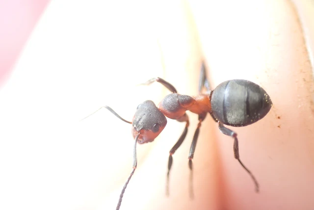 Formica pratensis - réti vöröshangya