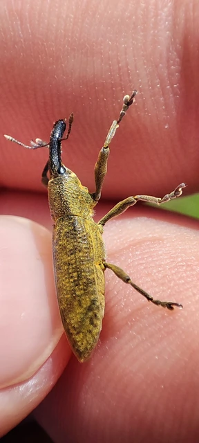 Lixus pulverulentus - mályvafúró dudvabarkó