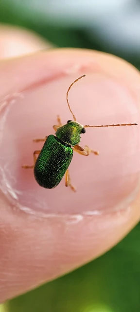 Floricola ulema - aranyos somlevelész