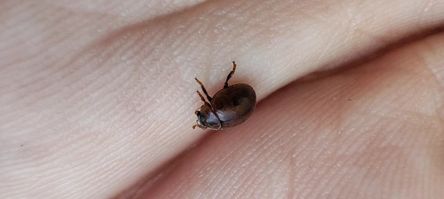 Cynegetis impunctata - pázsitfűböde