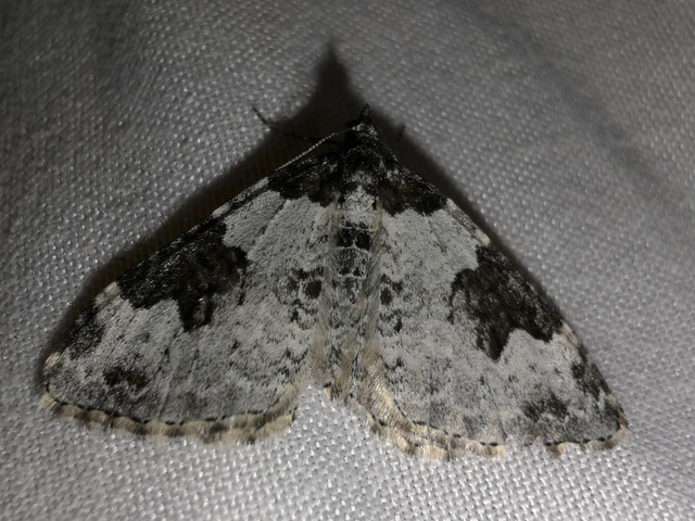 Xanthorhoe fluctuata - közönséges tarkaaraszoló