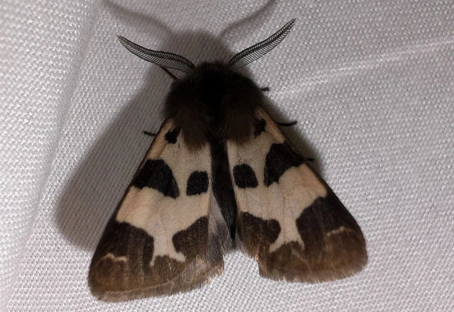 Watsonarctia deserta - tarka medvelepke