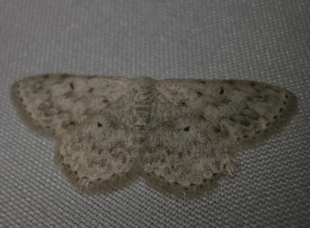 Scopula marginepunctata - pettyes sávosaraszoló