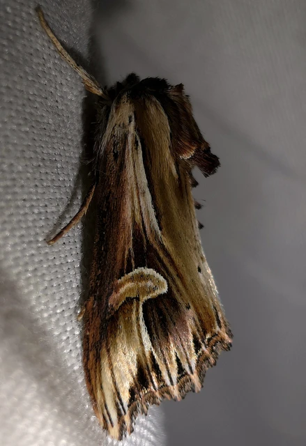 Actinotia polyodon - nagy sugarasbagoly