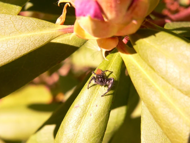 Carrhotus xanthogramma - rozsdás ugrópók