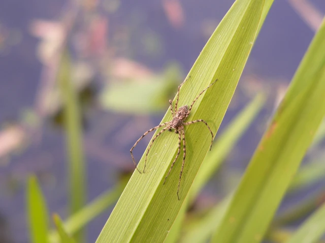 Philodromus