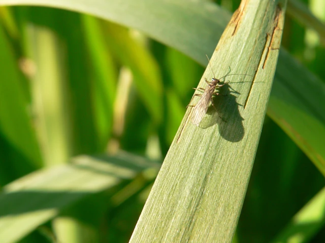 Plecoptera - Álkérészek