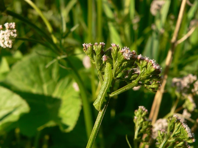 Amphipyra pyramidea - fahéjszínű bagoly