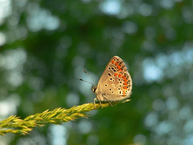 Aricia agestis - szerecsenboglárka