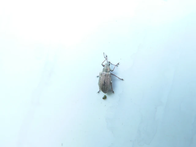 Phyllobius pyri - gyümölcsfa-levélormányos