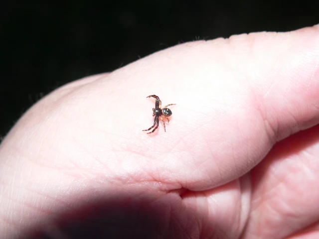 Synema globosum/ornatum