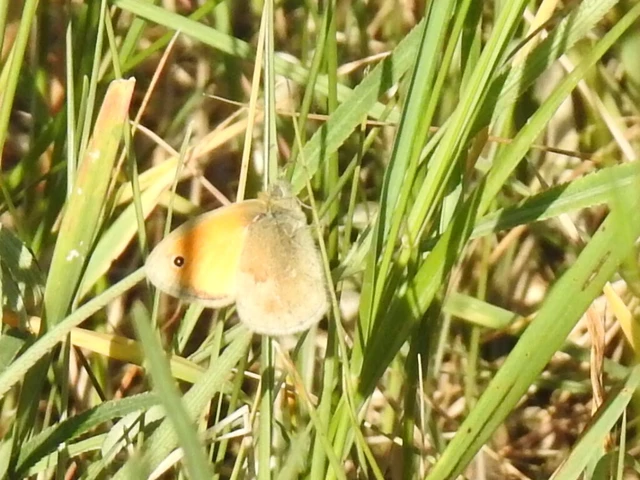 Coenonympha pamphilus - kis szénalepke
