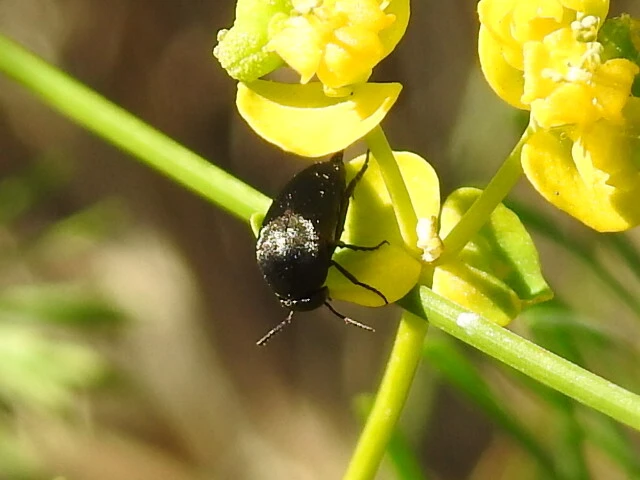 Mordellidae - marókafélék