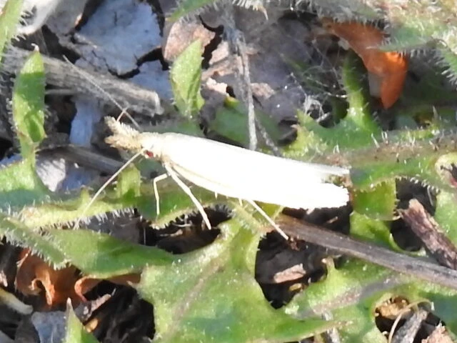 Pleurota