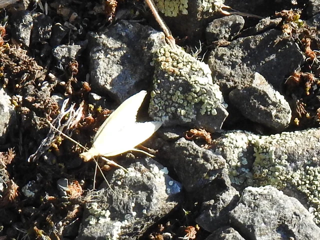 Pleurota