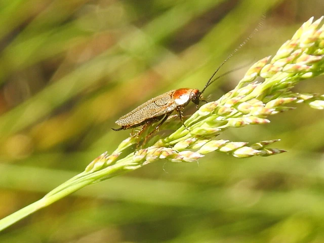 Blattodea - Csótányok Blattodea - Csótányok