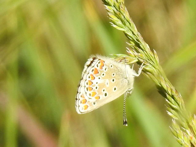 Aricia agestis - szerecsenboglárka