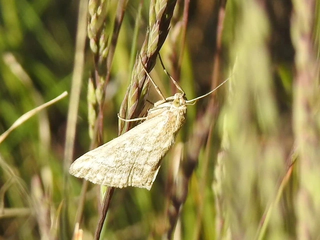 Evergestis frumentalis - tavaszi dudvamoly