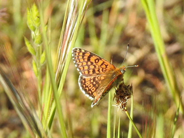 Melitaea cinxia - réti tarkalepke