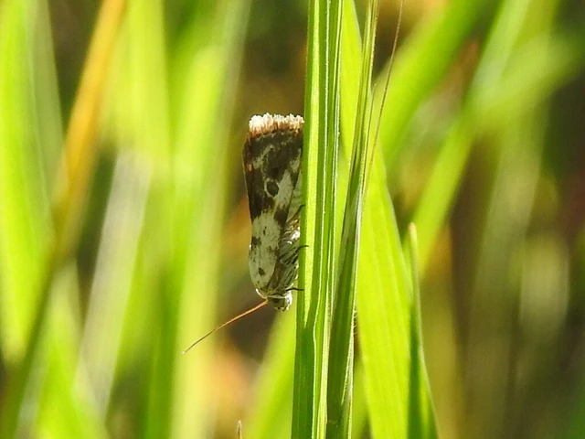 Ponometia candefacta - parlagfűbagoly