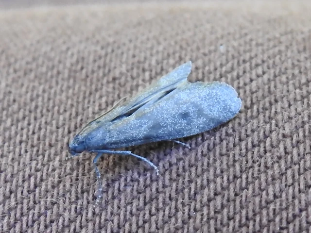 Episcythrastis tetricella - tavaszi karcsúmoly