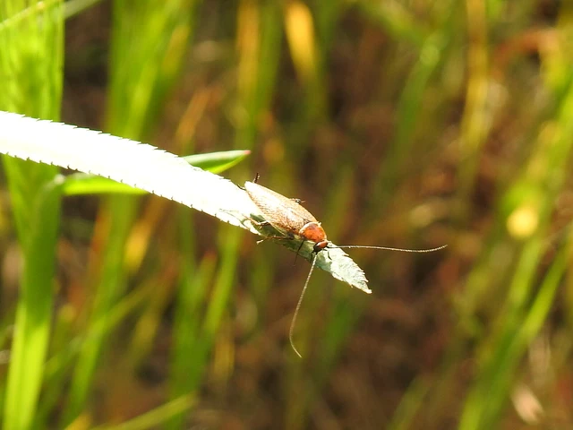 Blattodea - Csótányok Blattodea - Csótányok